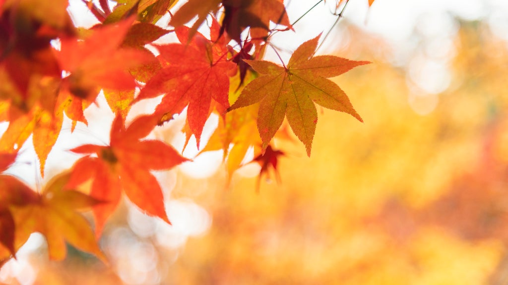 Summery fall warmth continues Thursday in Twin Cities ahead of weekend cooldown — WCCO / CBS Minnesota, College Station Sports news