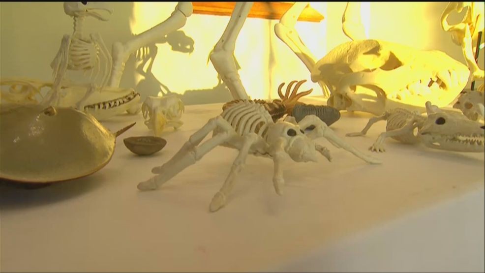 Halloween at the Castle offered day of spooky science Saturday — Fox 11 Green Bay Local, College Station Arts news