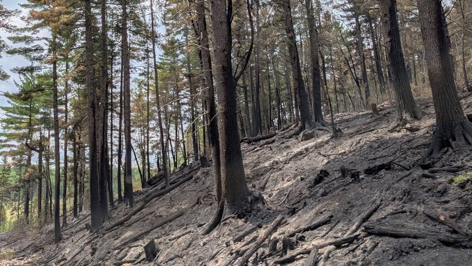 74-year-old who became separated from his family on a trail in Ely was discovered dead — KSTP 5, College Station Community news