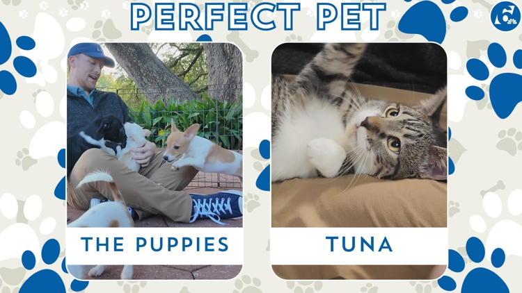 Perfect Pet: Meet the Puppies and Tuna! — College Station Community news