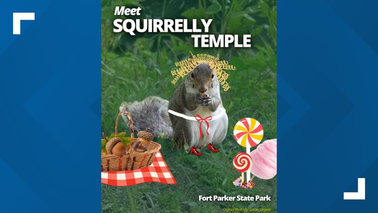 Central Texas squirrel advances to finals of Fat Squirrel Week contest — KCEN (Central Texas), College Station Community news