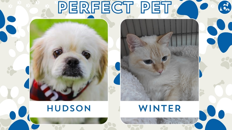 Perfect Pet: Meet Hudson and Winter! — KCEN (Central Texas), College Station Community news