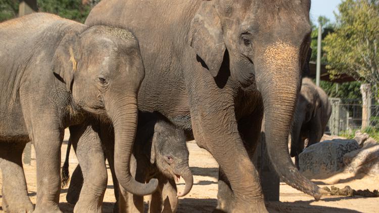 Houston Zoo makes emotional announcement involving Kirby and two other beloved elephants — KCEN (Central Texas), College Station Community news